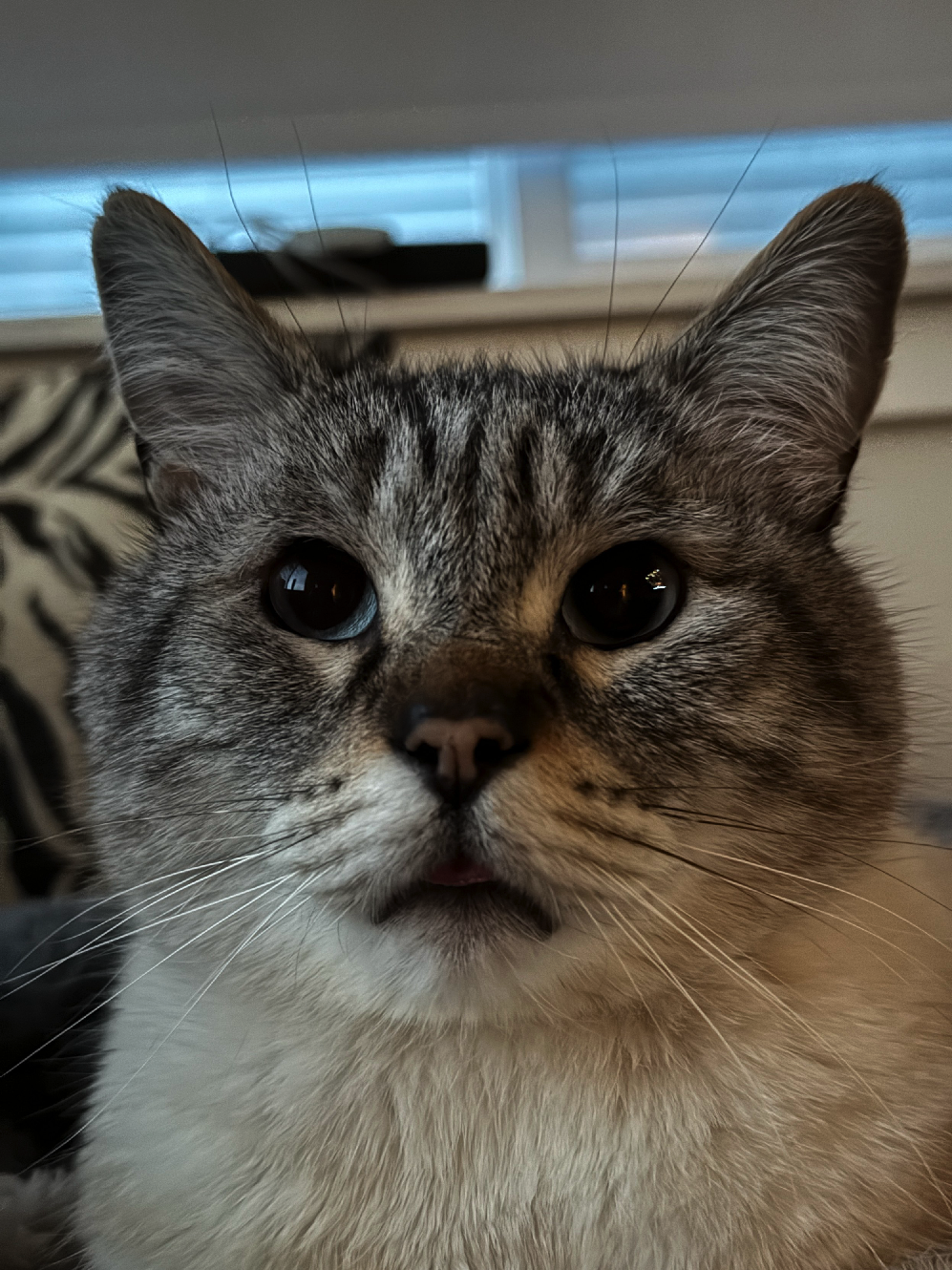 A photo of a Lynxpoint-Siamese cat, showing off a blep to the viewer.